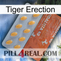 Tiger Erection 43